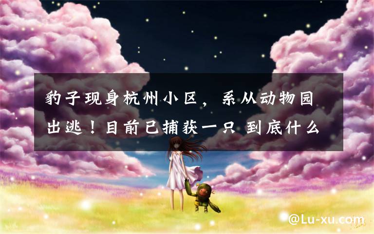 豹子现身杭州小区，系从动物园出逃！目前已捕获一只 到底什么情况呢？