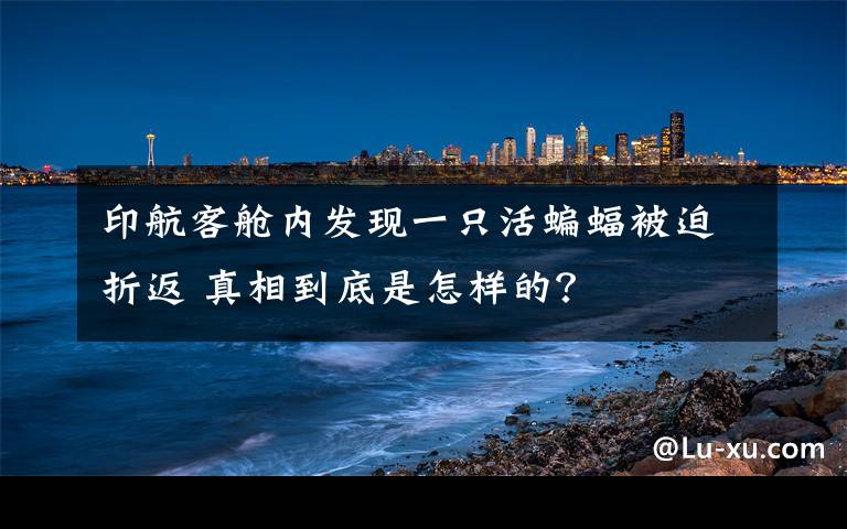 印航客舱内发现一只活蝙蝠被迫折返 真相到底是怎样的？