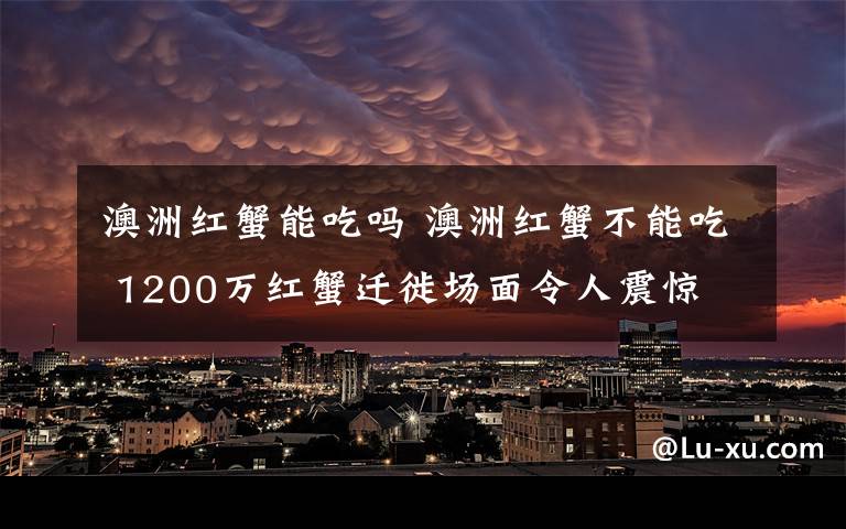 澳洲红蟹能吃吗 澳洲红蟹不能吃 1200万红蟹迁徙场面令人震惊