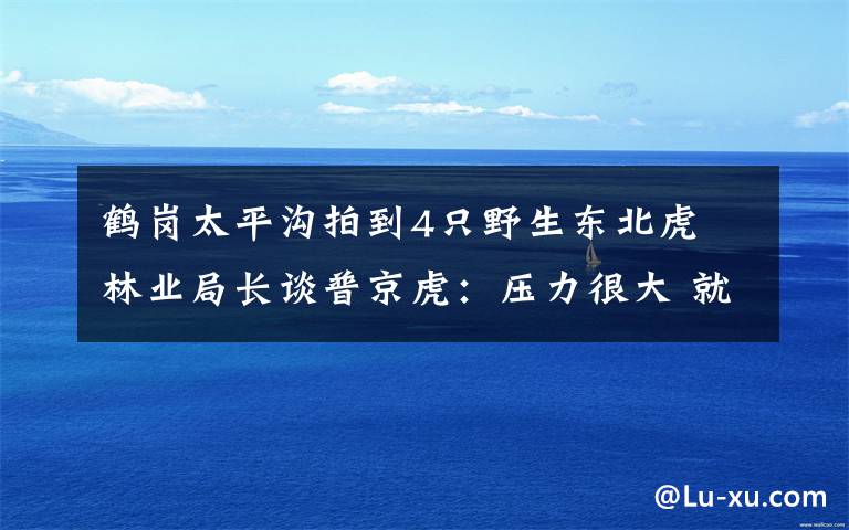 鹤岗太平沟拍到4只野生东北虎 林业局长谈普京虎：压力很大 就差当祖宗供着