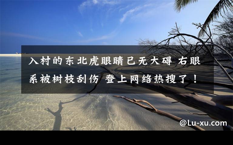 入村的东北虎眼睛已无大碍 右眼系被树枝刮伤 登上网络热搜了！