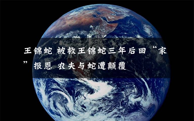 王锦蛇 被救王锦蛇三年后回“家”报恩 农夫与蛇遭颠覆