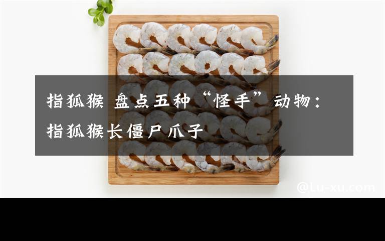 指狐猴 盘点五种“怪手”动物：指狐猴长僵尸爪子