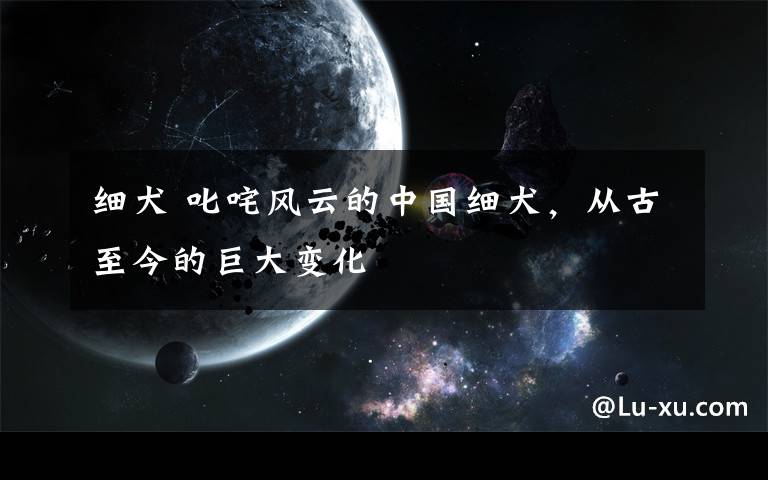 细犬 叱咤风云的中国细犬，从古至今的巨大变化