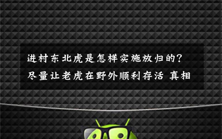 进村东北虎是怎样实施放归的？尽量让老虎在野外顺利存活 真相原来是这样！