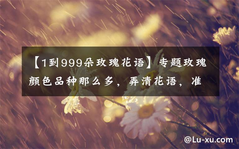 【1到999朵玫瑰花语】专题玫瑰颜色品种那么多，弄清花语，准能俘获妹子心