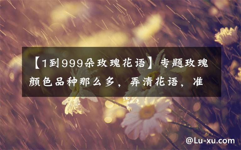 【1到999朵玫瑰花语】专题玫瑰颜色品种那么多，弄清花语，准能俘获妹子心