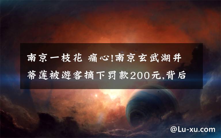 南京一枝花 痛心!南京玄武湖并蒂莲被游客摘下罚款200元,背后原因令人气愤!