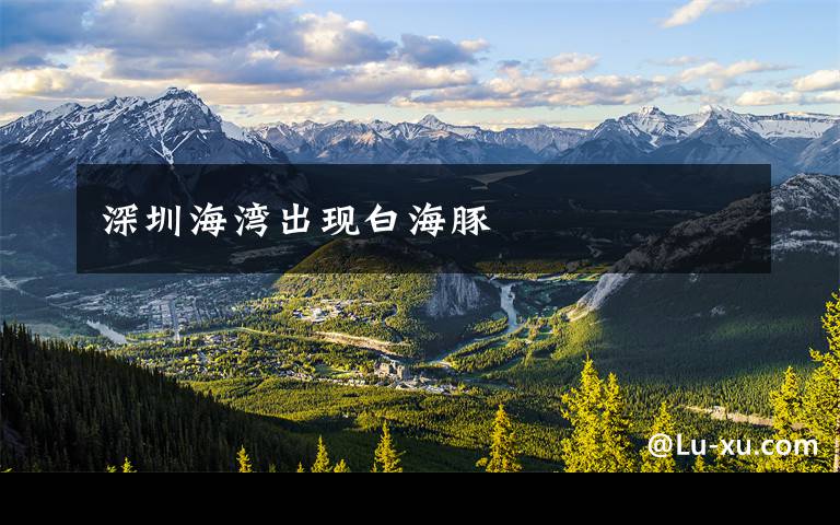 深圳海湾出现白海豚