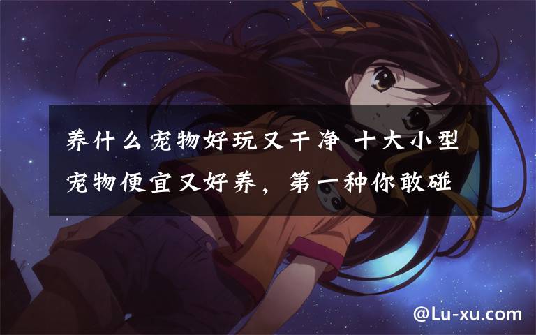 养什么宠物好玩又干净 十大小型宠物便宜又好养，第一种你敢碰吗？