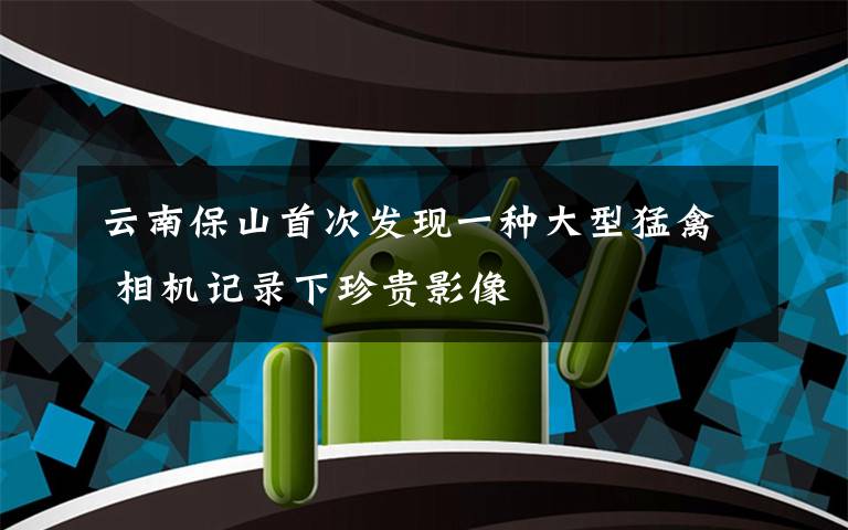云南保山首次发现一种大型猛禽 相机记录下珍贵影像