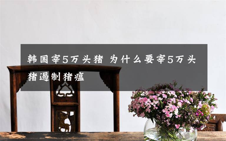 韩国宰5万头猪 为什么要宰5万头猪遏制猪瘟