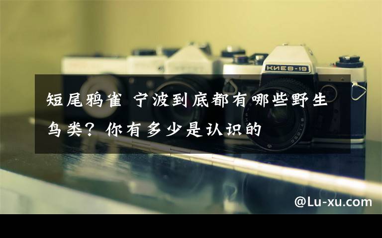 短尾鸦雀 宁波到底都有哪些野生鸟类？你有多少是认识的