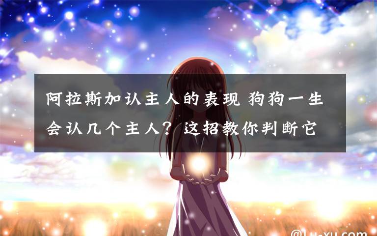 阿拉斯加认主人的表现 狗狗一生会认几个主人？这招教你判断它把谁当主子