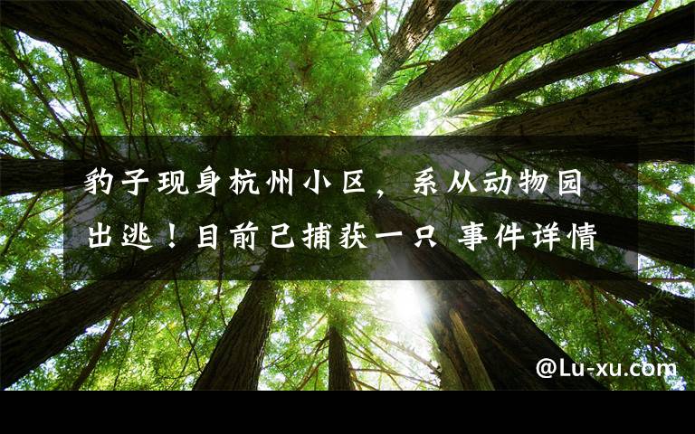 豹子现身杭州小区，系从动物园出逃！目前已捕获一只 事件详情始末介绍！