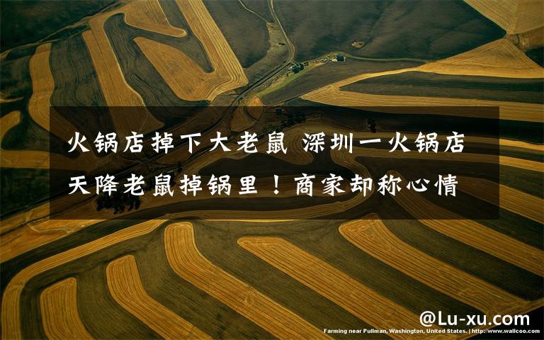 火锅店掉下大老鼠 深圳一火锅店天降老鼠掉锅里！商家却称心情差拒绝赔偿
