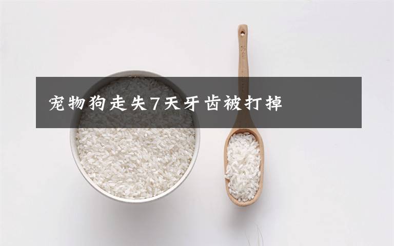宠物狗走失7天牙齿被打掉