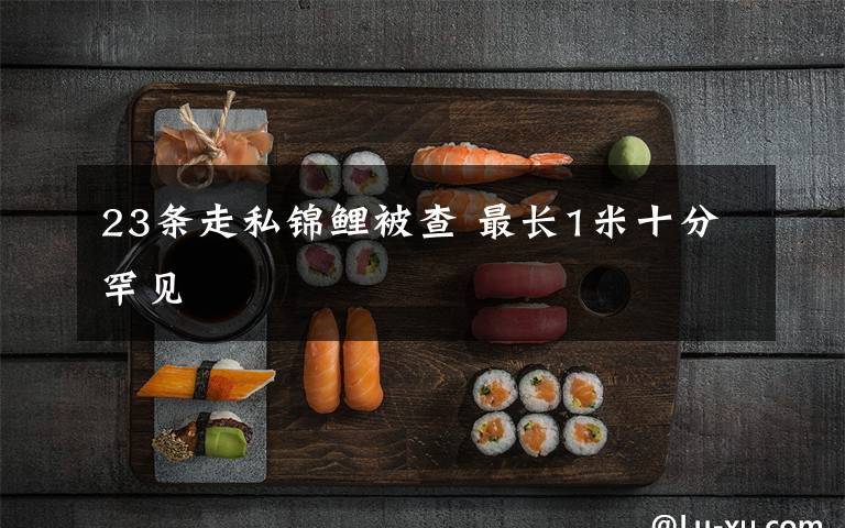 23条走私锦鲤被查 最长1米十分罕见