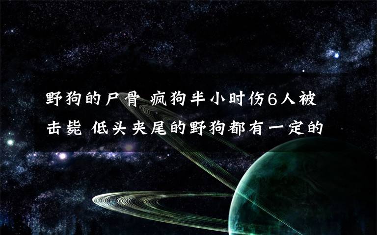 野狗的尸骨 疯狗半小时伤6人被击毙 低头夹尾的野狗都有一定的危险性