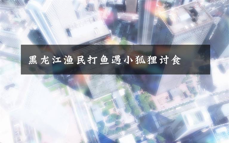 黑龙江渔民打鱼遇小狐狸讨食