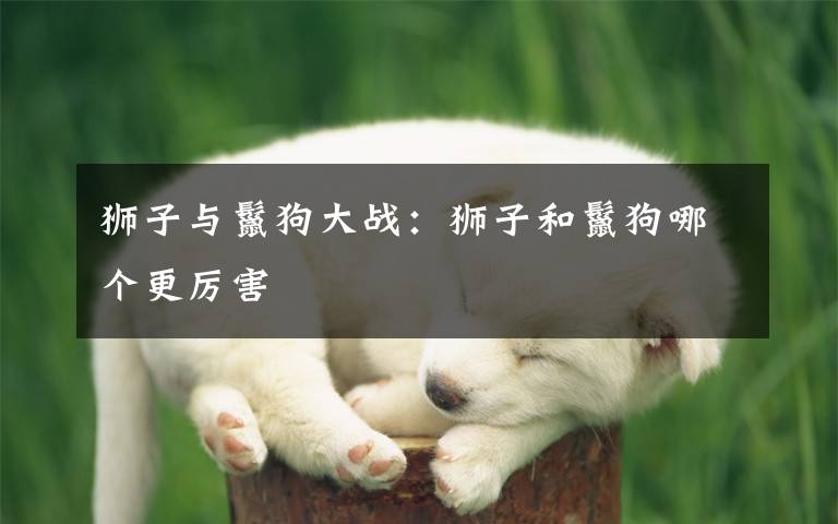 狮子与鬣狗大战：狮子和鬣狗哪个更厉害