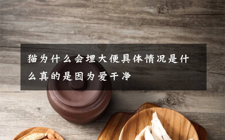 猫为什么会埋大便具体情况是什么真的是因为爱干净