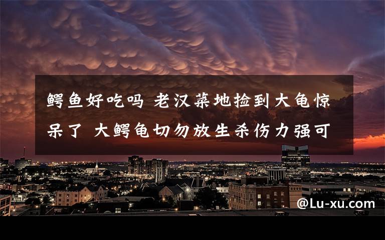 鳄鱼好吃吗 老汉菜地捡到大龟惊呆了 大鳄龟切勿放生杀伤力强可以吃掉