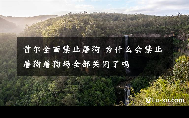 首尔全面禁止屠狗 为什么会禁止屠狗屠狗场全部关闭了吗