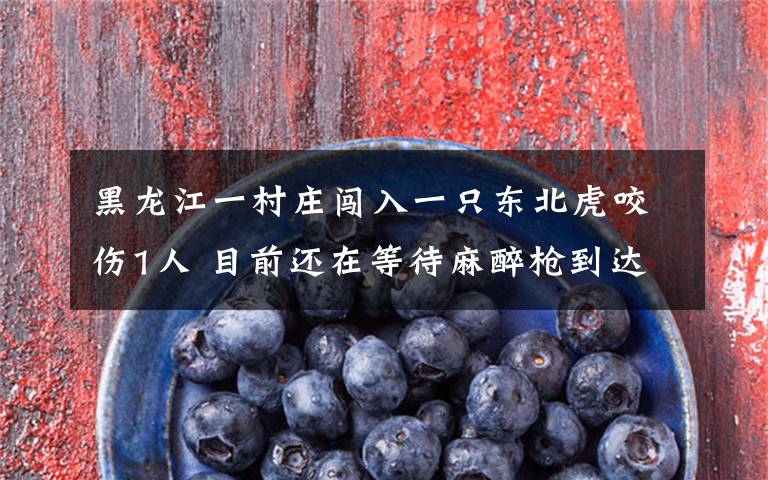 黑龙江一村庄闯入一只东北虎咬伤1人 目前还在等待麻醉枪到达现场 过程真相详细揭秘！