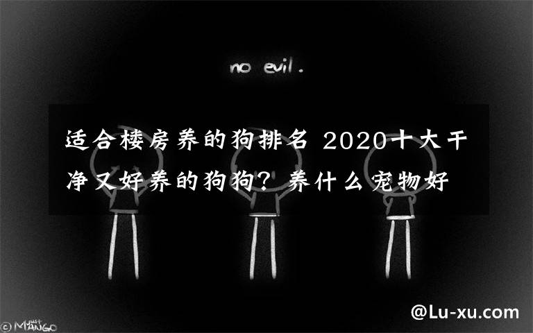 适合楼房养的狗排名 2020十大干净又好养的狗狗？养什么宠物好十强排行榜