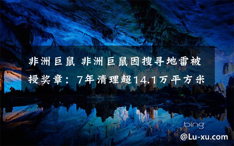 非洲巨鼠 非洲巨鼠因搜寻地雷被授奖章：7年清理超14.1万平方米土地