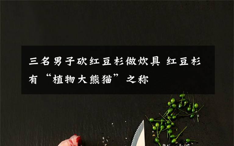 三名男子砍红豆杉做炊具 红豆杉有“植物大熊猫”之称
