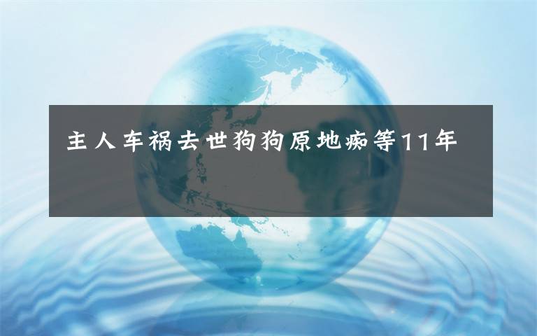 主人车祸去世狗狗原地痴等11年