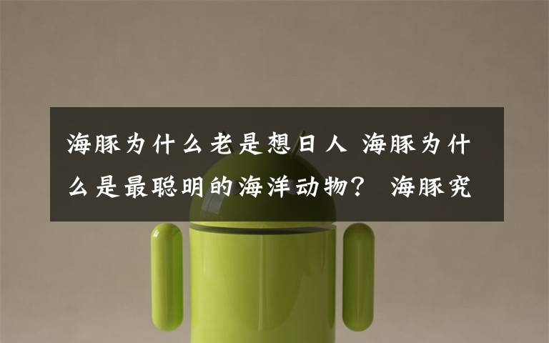 海豚为什么老是想日人 海豚为什么是最聪明的海洋动物？ 海豚究竟有多聪明？