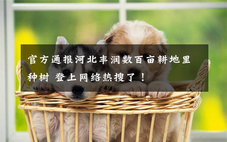 官方通报河北丰润数百亩耕地里种树 登上网络热搜了！