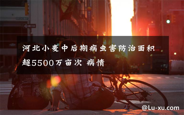 河北小麦中后期病虫害防治面积超5500万亩次 病情