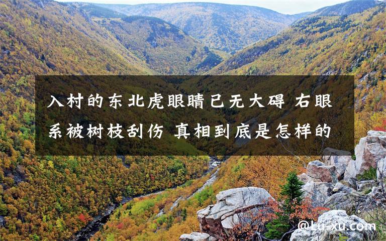 入村的东北虎眼睛已无大碍 右眼系被树枝刮伤 真相到底是怎样的？