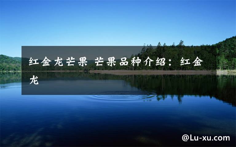 红金龙芒果 芒果品种介绍：红金龙