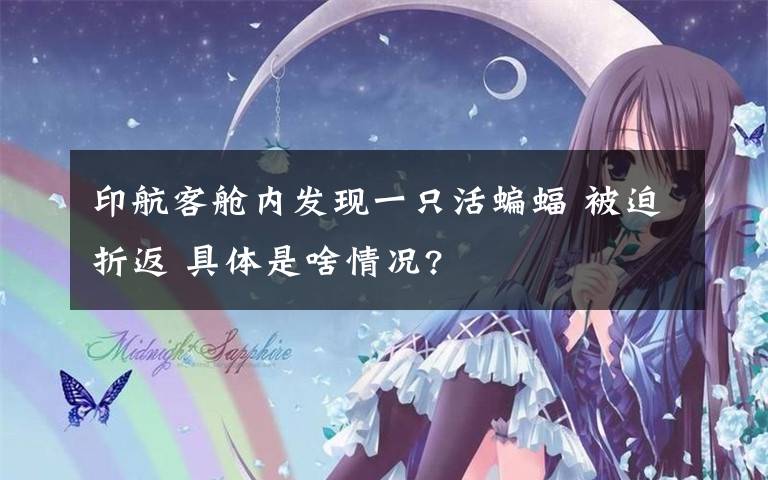 印航客舱内发现一只活蝙蝠 被迫折返 具体是啥情况?