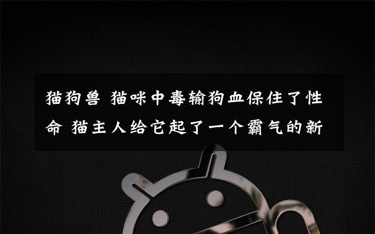 猫狗兽 猫咪中毒输狗血保住了性命 猫主人给它起了一个霸气的新名字