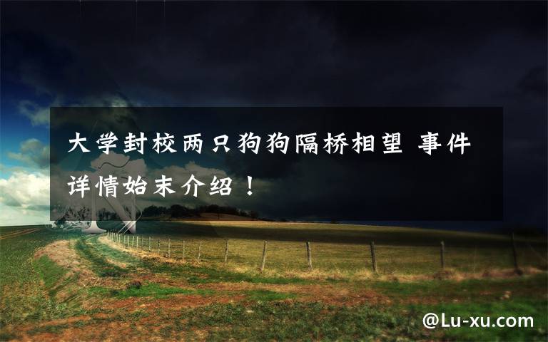 大学封校两只狗狗隔桥相望 事件详情始末介绍！