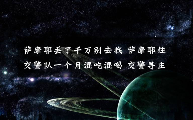 萨摩耶丢了千万别去找 萨摩耶住交警队一个月混吃混喝 交警寻主人：我们被吃穷了