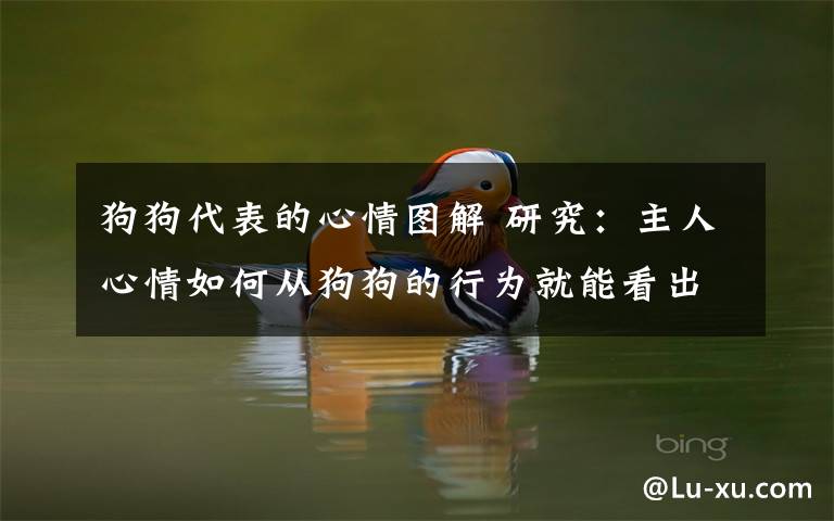 狗狗代表的心情图解 研究：主人心情如何从狗狗的行为就能看出来