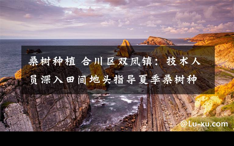 桑树种植 合川区双凤镇：技术人员深入田间地头指导夏季桑树种植