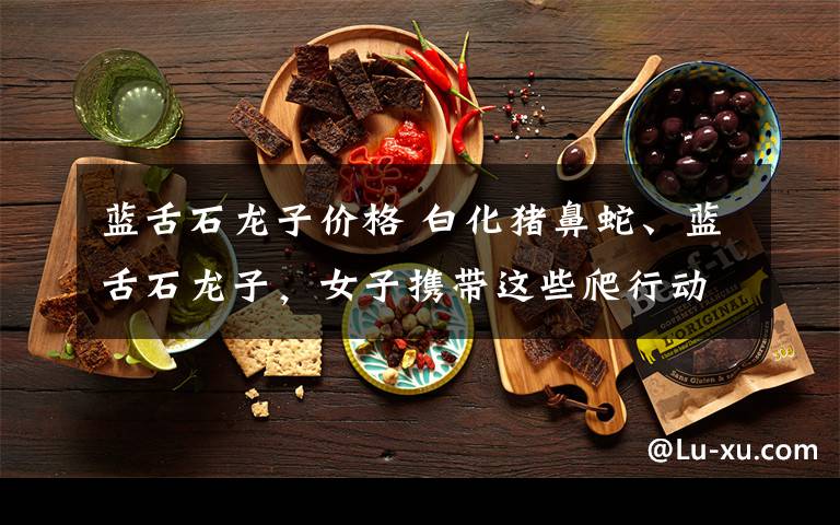 蓝舌石龙子价格 白化猪鼻蛇、蓝舌石龙子，女子携带这些爬行动物入境被截