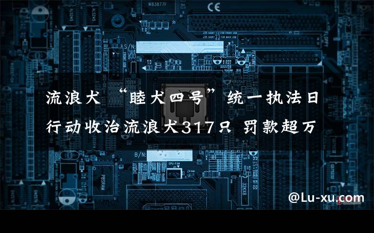 流浪犬 “睦犬四号”统一执法日行动收治流浪犬317只 罚款超万元