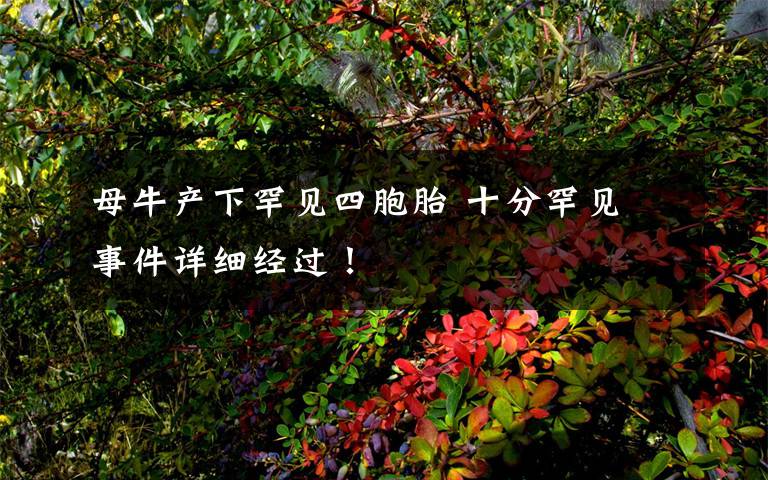 母牛产下罕见四胞胎 十分罕见 事件详细经过！