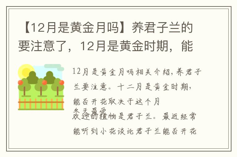 【12月是黄金月吗】养君子兰的要注意了，12月是黄金时期，能不能开花就看这个月份