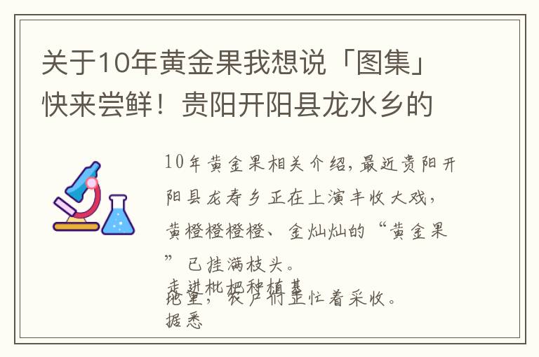 关于10年黄金果我想说「图集」快来尝鲜！贵阳开阳县龙水乡的“黄金果”熟了