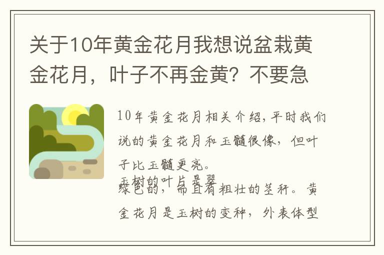 关于10年黄金花月我想说盆栽黄金花月，叶子不再金黄？不要急，天时地利人和，都不能缺